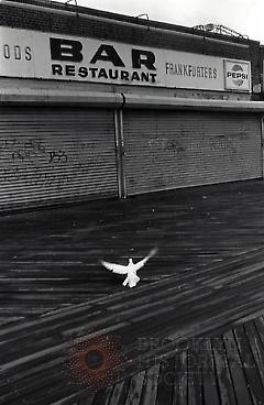 [White bird on Coney Island boardwalk]