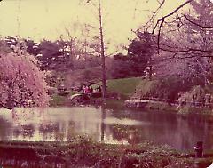 [Brooklyn photgraphs: Botanical Gardens--Japanese pond]