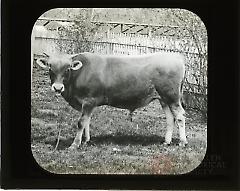 [Jersey Bull, Flatbush]