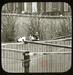 "The Spy" [Cats perched on a fence]