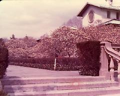 [Brooklyn Photographs: Botanical Garden--blossoms]