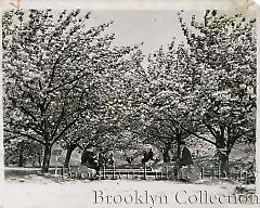 Cherry blossoms