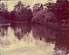 [Brooklyn photographs: Botanical Gardens--Japanese pond]