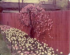 [Brooklyn Photographs: Botanical Gardens--espalier]