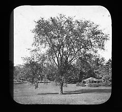 Views: U.S., Brooklyn. Brooklyn, Prospect Park. View 068: Elm.