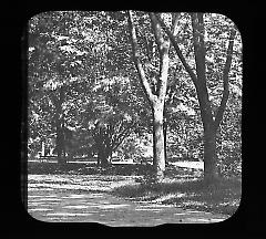 Views: U.S., Brooklyn. Brooklyn, Prospect Park. View 052: Trees.