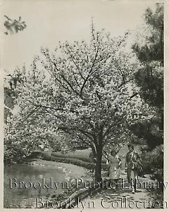 Cherry blossoms