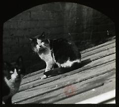 [Cats on a roof]