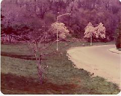 [Pathway and Trees in the Brooklyn Botanical Garden]