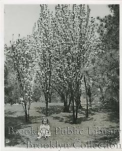 [Brooklyn Botanic Garden]