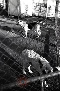 [Coney Island dogs]