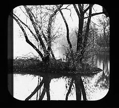 Views: U.S., Brooklyn. Brooklyn, Prospect Park. View 016: Willows (alt. view).
