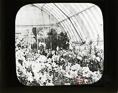 [Greenhouse interior]
