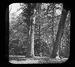 Views: U.S., Brooklyn. Brooklyn, Prospect Park. View 072: Chestnut.