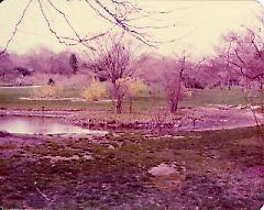 [Brooklyn Photographs: Botanical Garden--forsythia]