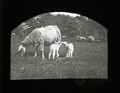 [Sheep in Prospect Park]