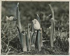 Snowdrops