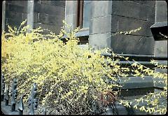 [Forsythia, Church of the Holy Trinity.]
