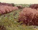Blossoms, 1975. Donald L. Nowlan Collection