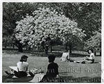 Cherry blossoms, 1947. Garden Collection